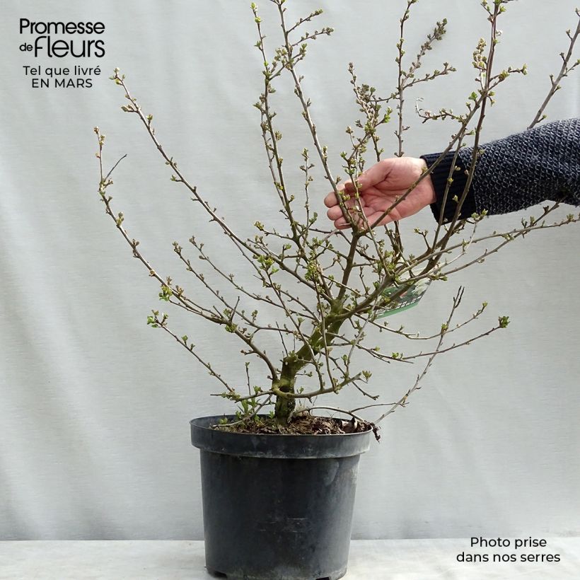 Spécimen de Pommier d'ornement - Malus toringo Tina Pot de 7,5L/10L tel que livré en hiver