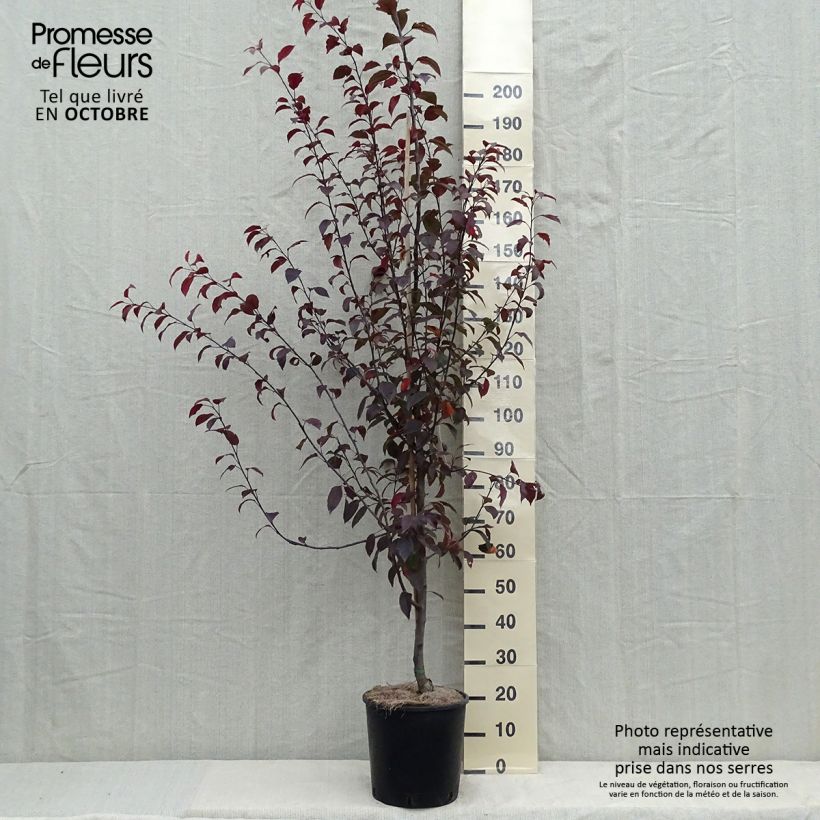 Spécimen de Pommier d'ornement - Malus Coccinella Courtarou tel que livré en automne