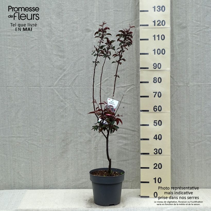 Spécimen de Pommier d'ornement - Malus Dark Rosaleen Pot de 6L tel que livré au printemps