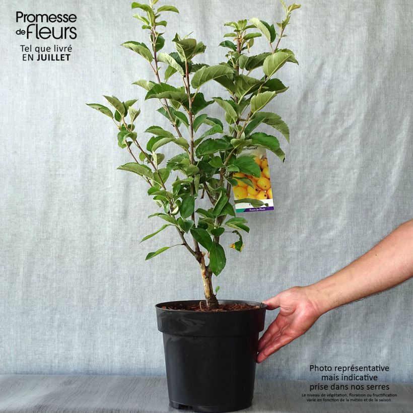 Spécimen de Pommier d'ornement - Malus Golden Hornet Pot de 4L/5L tel que livré en été