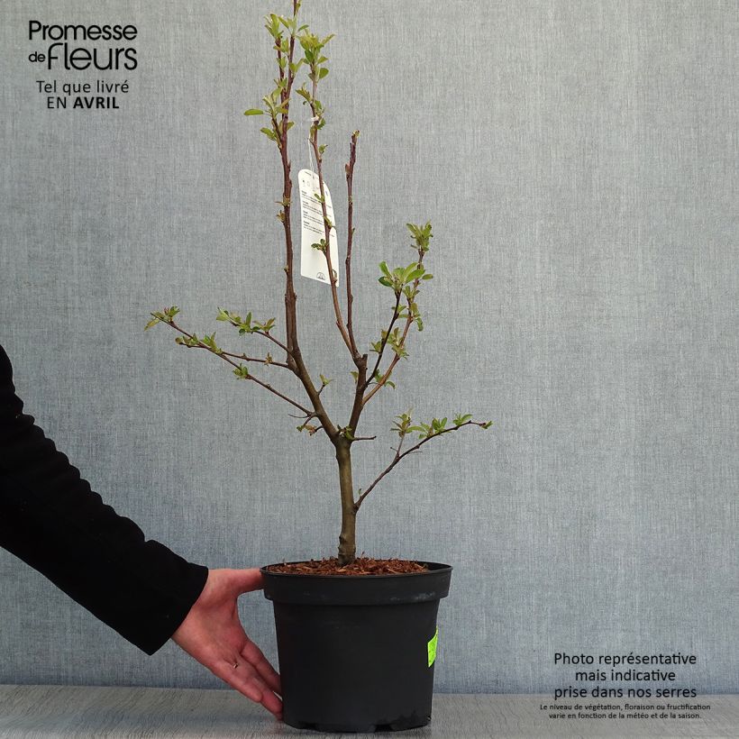 Spécimen de Pommier d'ornement - Malus Golden Hornet en pot de 4/5L tel que livré au printemps