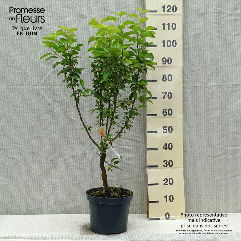 Spécimen de Pommier d'ornement - Malus Golden Hornet en pot de 5L  tel que livré au printemps