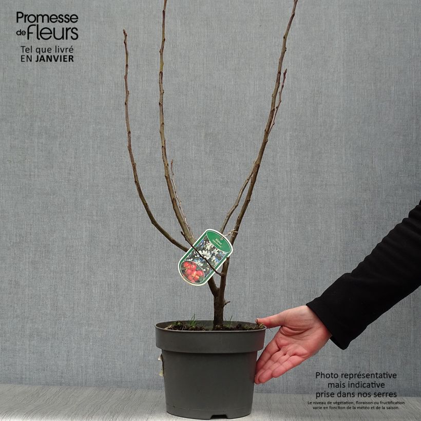 Spécimen de Pommier d'ornement - Malus John Downie Pot de 4L/5L tel que livré en hiver