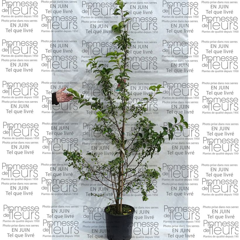 Spécimen de Pommier d'ornement - Malus Perpetu Evereste tel que livré en printemps