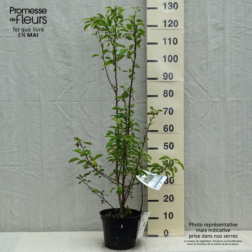 Spécimen de Pommier d'ornement - Malus Perpetu Evereste en pot de 3L/4L tel que livré au printemps