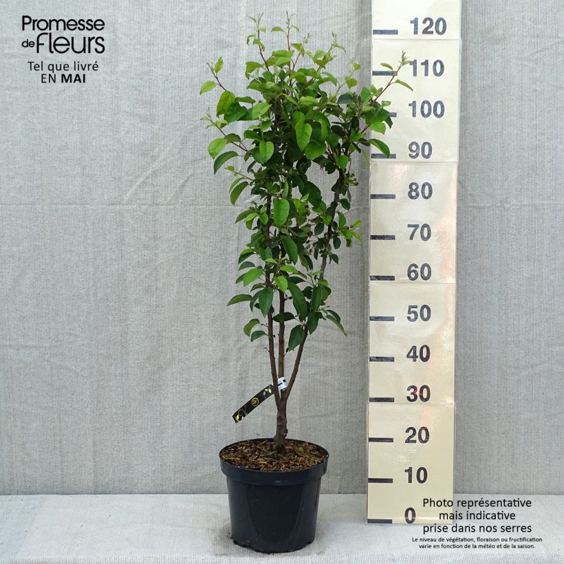 Spécimen de Pommier d'ornement - Malus Perpetu Evereste en pot de 7.5L/10L Tigette tel que livré au printemps