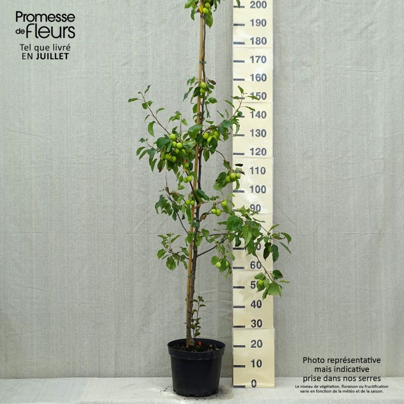 Spécimen de Pommier d'ornement - Malus Perpetu Evereste Pot de 6L/7L, Touffe tel que livré en été