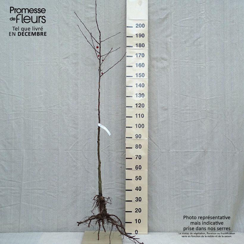 Spécimen de Pommier d'ornement - Malus Perpetu Evereste en racines nues demie tige tel que livré en hiver