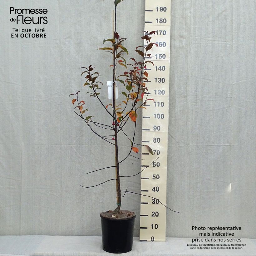 Spécimen de Pommier d'ornement - Malus Prairiefire tel que livré en automne