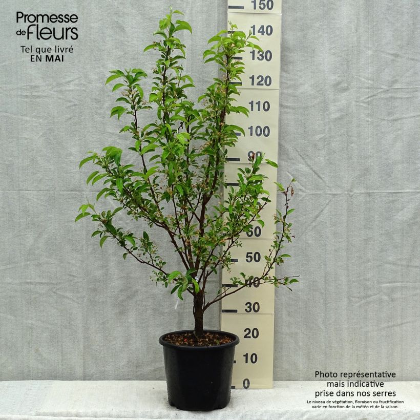 Spécimen de Pommier d'ornement - Malus Red Jewel Pot de 7,5L/10L tel que livré au printemps