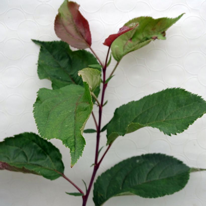 Pommier d'ornement - Malus Red Obelisk (Feuillage)