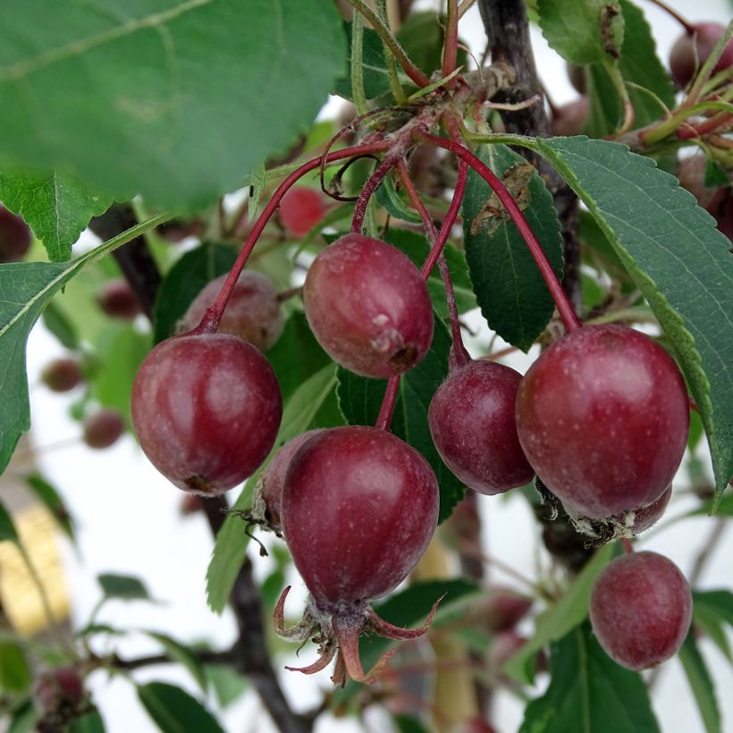 Pommier d'ornement - Malus Red Obelisk (Récolte)