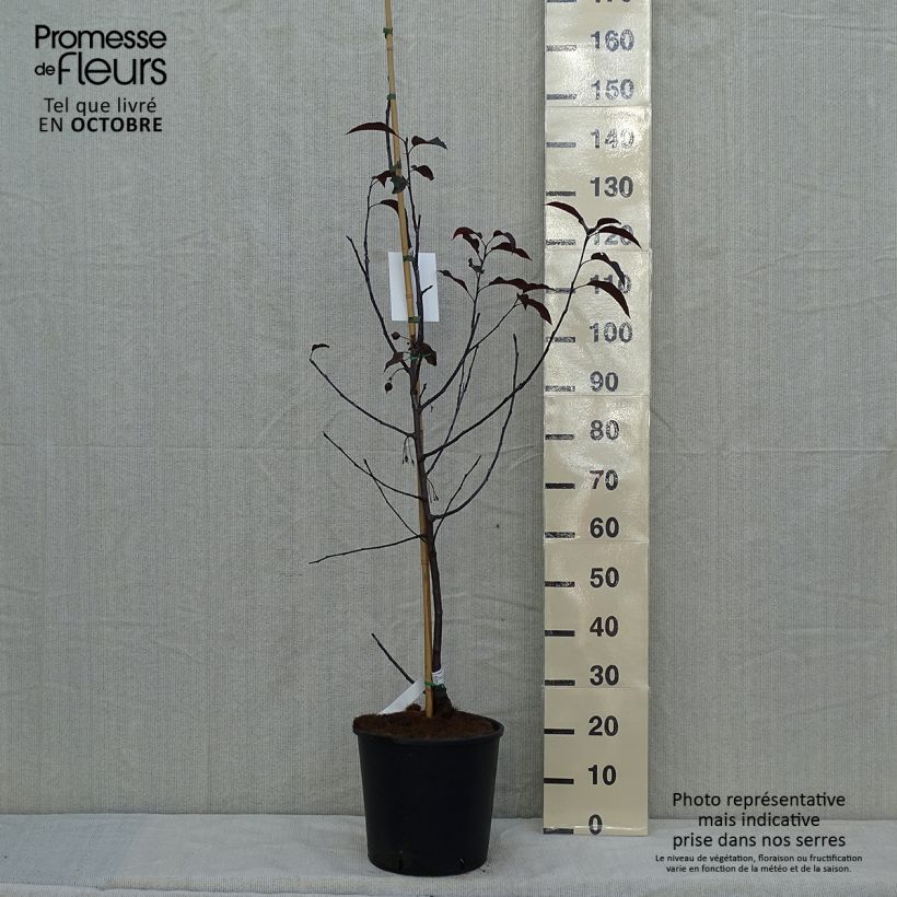 Spécimen de Pommier d'ornement - Malus Royalty Pot de 7,5L/10L tel que livré en automne