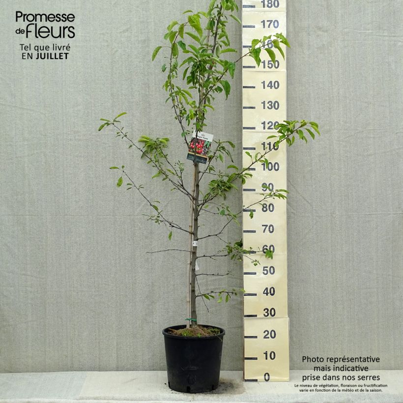 Spécimen de Pommier d'ornement - Malus Sugar Tyme Pot de 12L/15L, Tige tel que livré en été