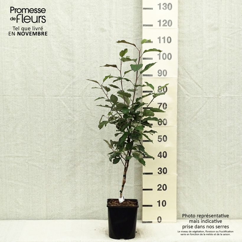 Spécimen de Pommier nain Fruit Me Apple Me Red Gala  Pot de 4L/5L, Nain tel que livré en automne