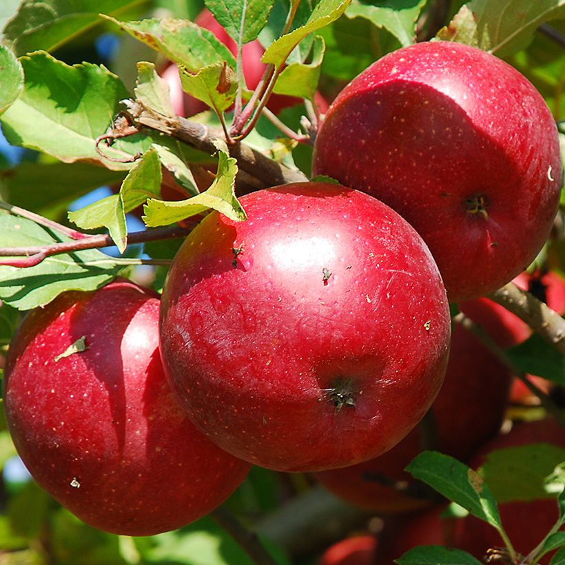 Pommier nain Fruit Me Apple Me Red Gala  (Récolte)