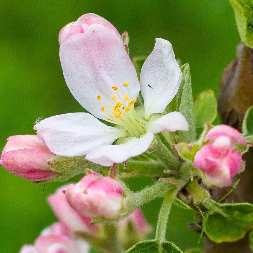 Pommier nain Fruit Me Apple Me Elstar (Floraison)