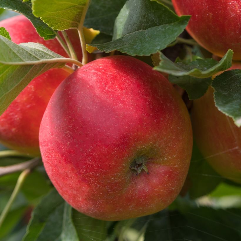 Pommier nain Fruit Me Apple Me Elstar (Récolte)