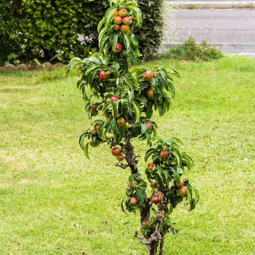 Pommier nain Fruit Me Apple Me Elstar (Port)