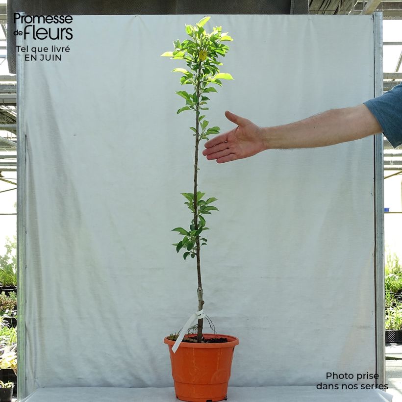 Spécimen de Pommier nain Garden Sun Red Pot de 6L/7L, Nain, Tige de 40 cm tel que livré en été