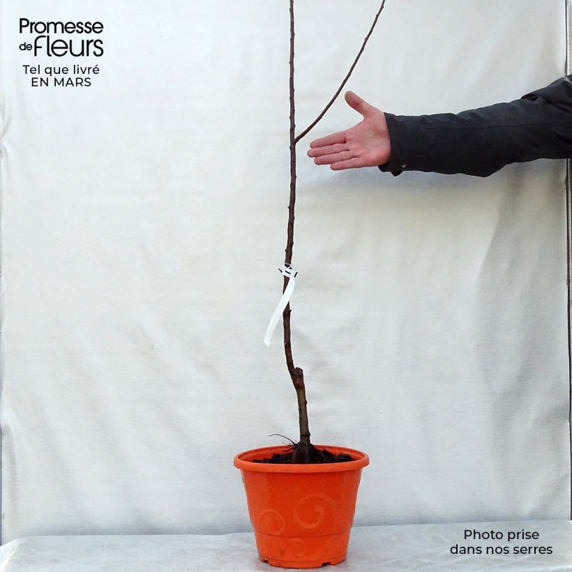 Spécimen de Pommier nain Garden Sun Red en pot de 6L tel que livré au printemps