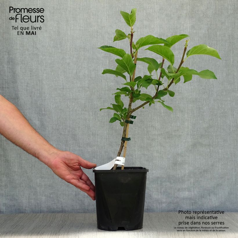 Spécimen de Pommier nain autofertile Fruit Me Apple Me Yellow Golden Pot de 4L tel que livré au printemps