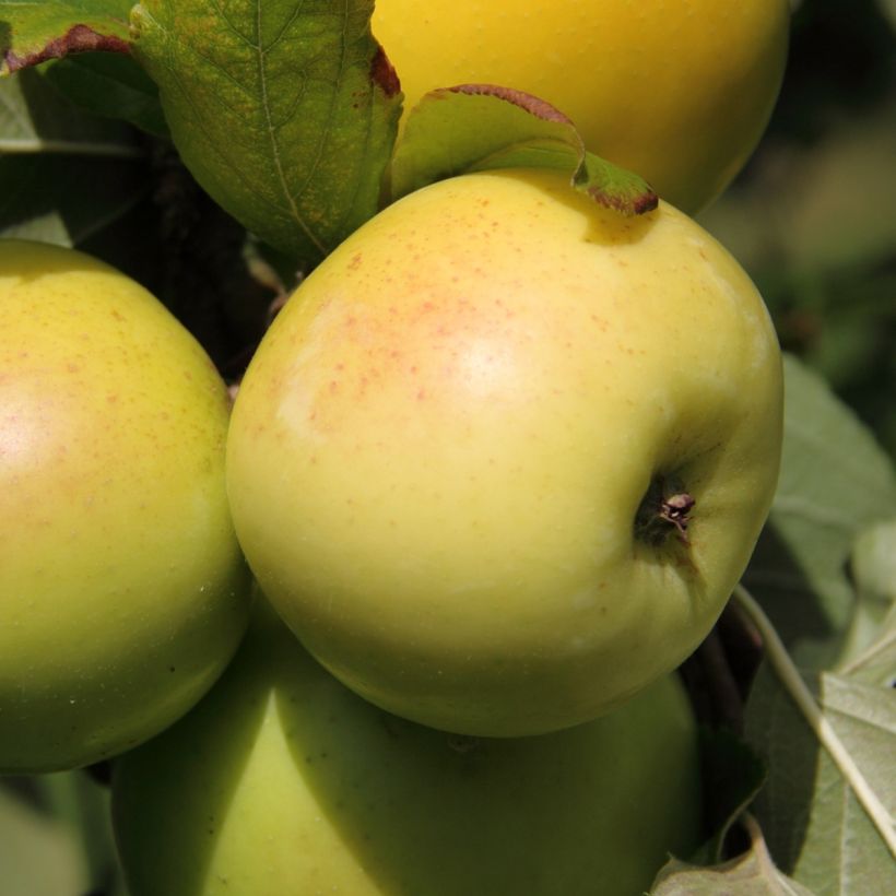 Pommier nain autofertile Fruit Me Apple Me Yellow Golden (Récolte)
