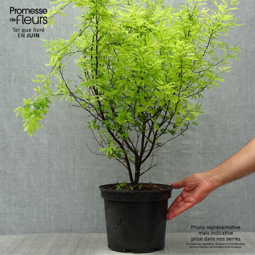 Spécimen de Pompon du marin - Calliandra surinamensis Pot de 7,5L/10L tel que livré en été