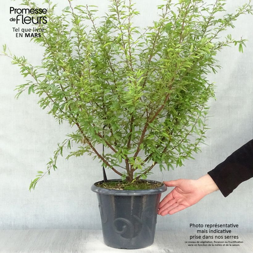 Spécimen de Pompon du marin - Calliandra surinamensis Pot de 7,5L/10L tel que livré au printemps