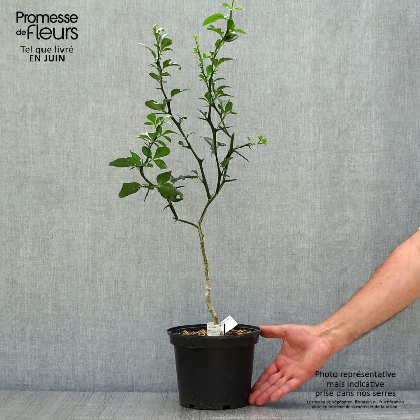 Spécimen de Poncirus trifoliata - Citronnier épineux Pot de 3L/4L tel que livré en été
