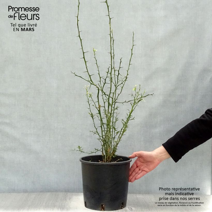Spécimen de Poncirus trifoliata - Citronnier épineux tel que livré en printemps