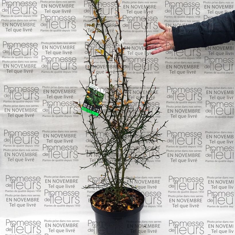 Spécimen de Poncirus trifoliata - Citronnier épineux tel que livré en printemps