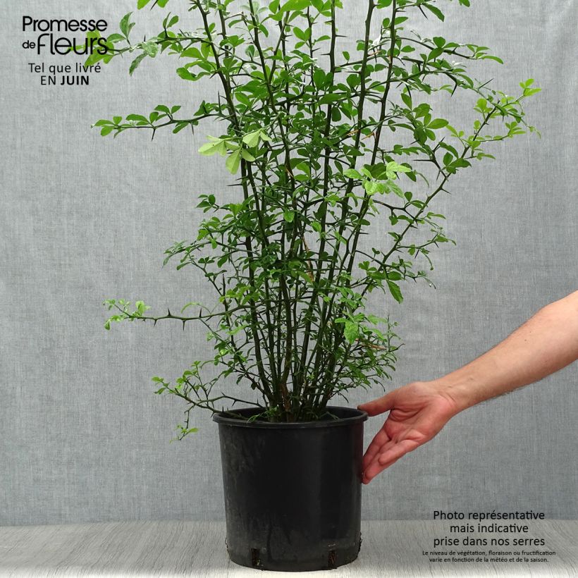 Spécimen de Poncirus trifoliata - Citronnier épineux - Pot de 10L tel que livré en été