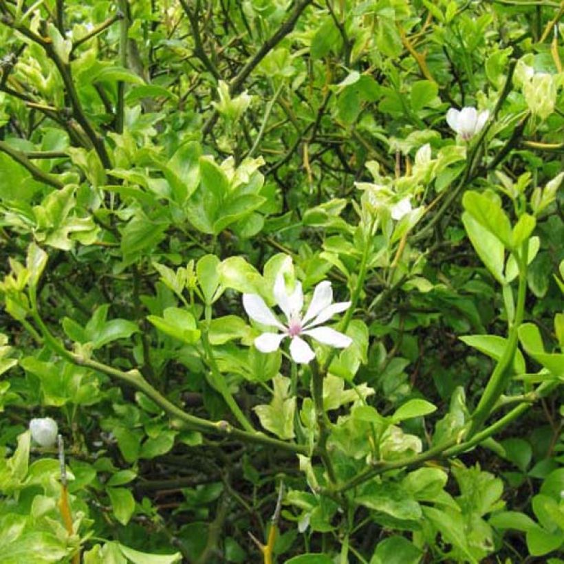Poncirus trifoliata - Citronnier épineux (Port)