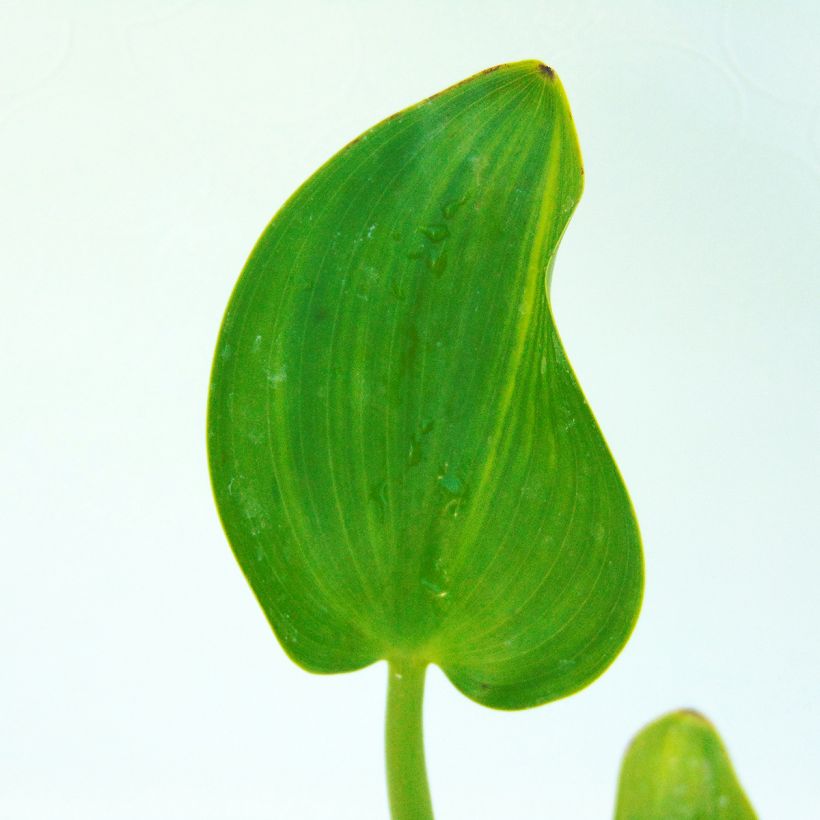 Pontederia cordata - Pontédérie à feuille en coeur (Feuillage)