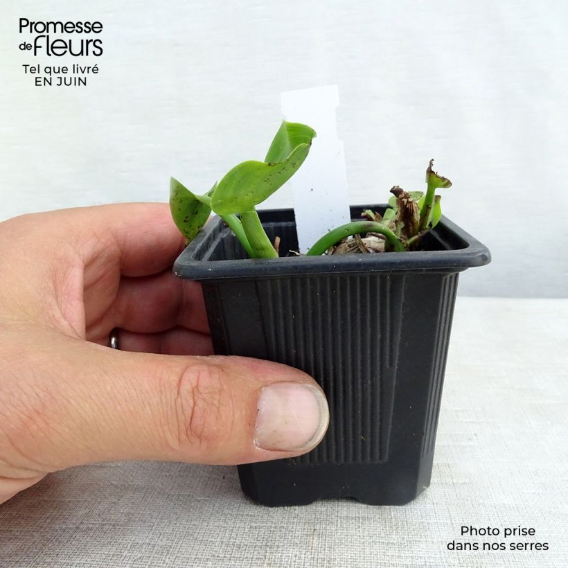 Spécimen de Pontederia cordata - Pontédérie à feuille en coeur Godet de 8/9 cm tel que livré en été