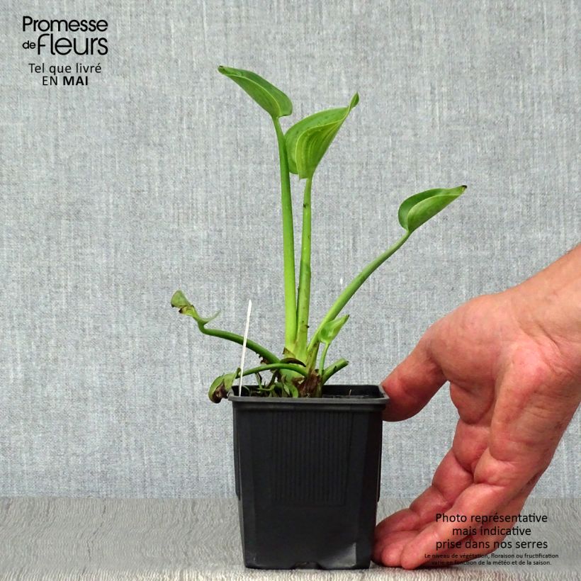 Spécimen de Pontederia cordata - Pontédérie à feuille en coeur tel que livré au printemps