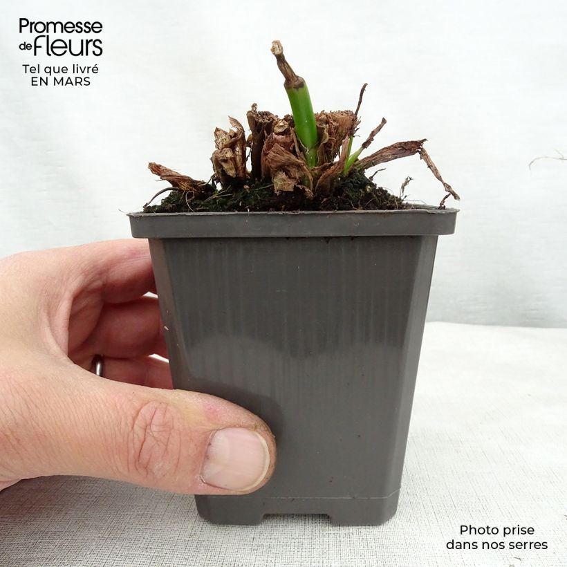Spécimen de Pontederia cordata  White Pike - Pontédérie à feuilles en coeur Godet de 9cm tel que livré au printemps