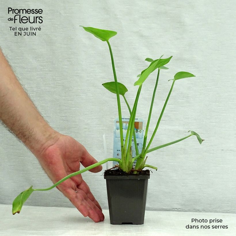 Spécimen de Pontederia cordata  White Pike - Pontédérie à feuilles en coeur Godet de 8/9 cm tel que livré en été