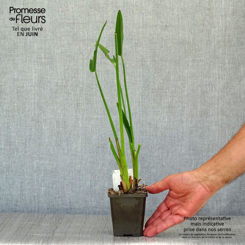 Example of Pontederia lanceolata - Pontédérie à feuilles lancéolées as you get in ete