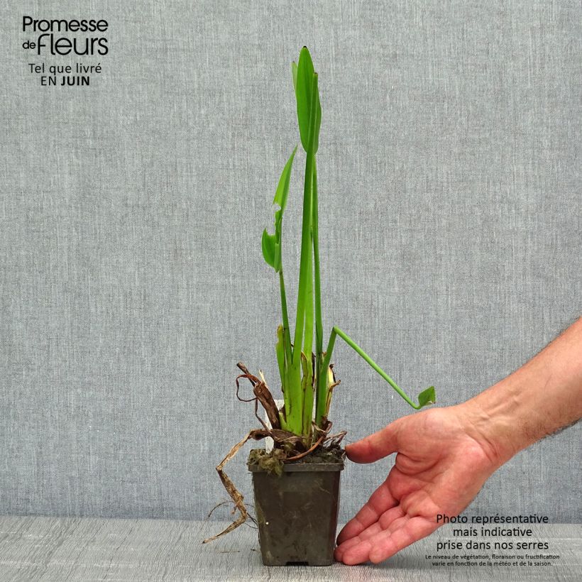 Spécimen de Pontederia lanceolata - Pontédérie à feuilles lancéolées - Godet de 8/9 cm tel que livré au printemps