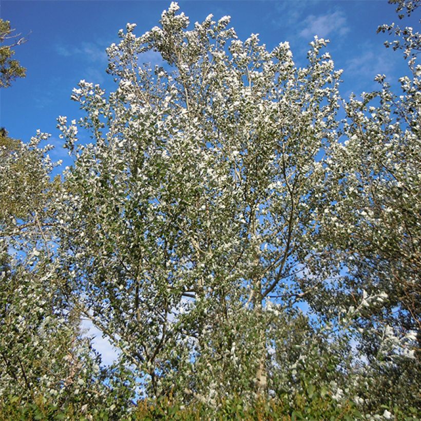 Peuplier argenté - Populus alba Nivea (Port)