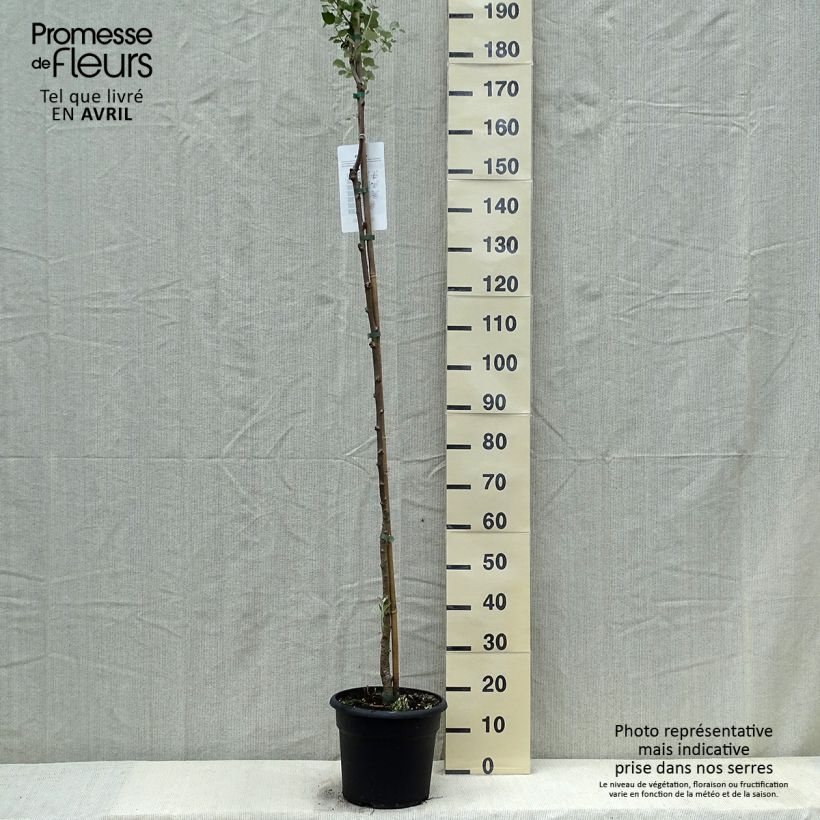 Spécimen de Populus alba - Peuplier blanc, de Hollande - Pot de 7,5L/10L tel que livré au printemps