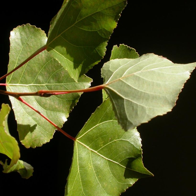 Peuplier Robusta - Populus euramericana (canadensis) (Feuillage)