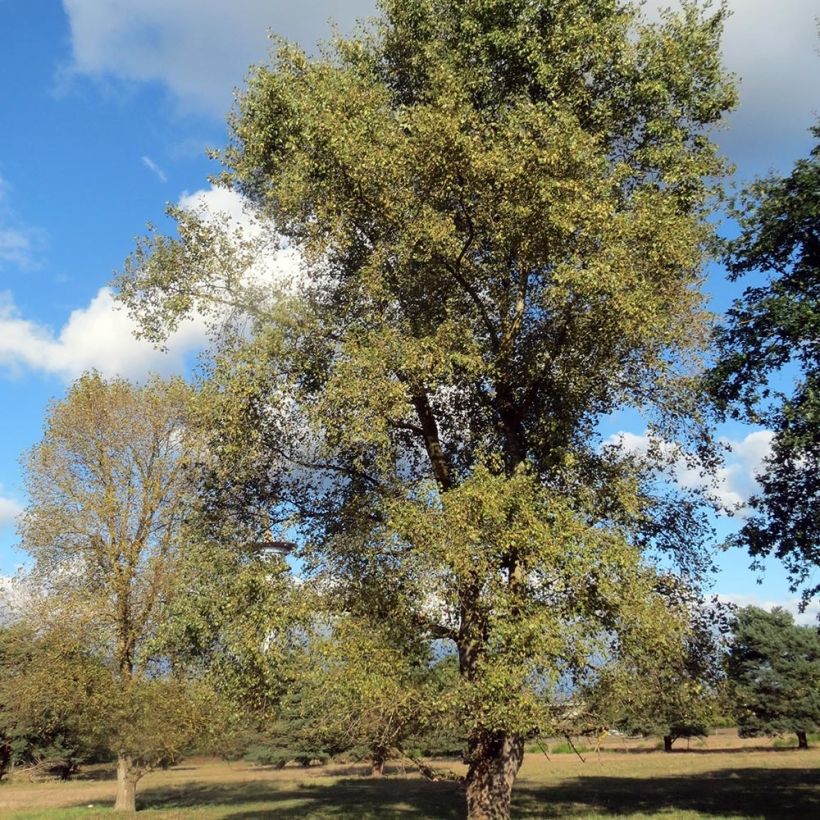 Peuplier Robusta - Populus euramericana (canadensis) (Port)