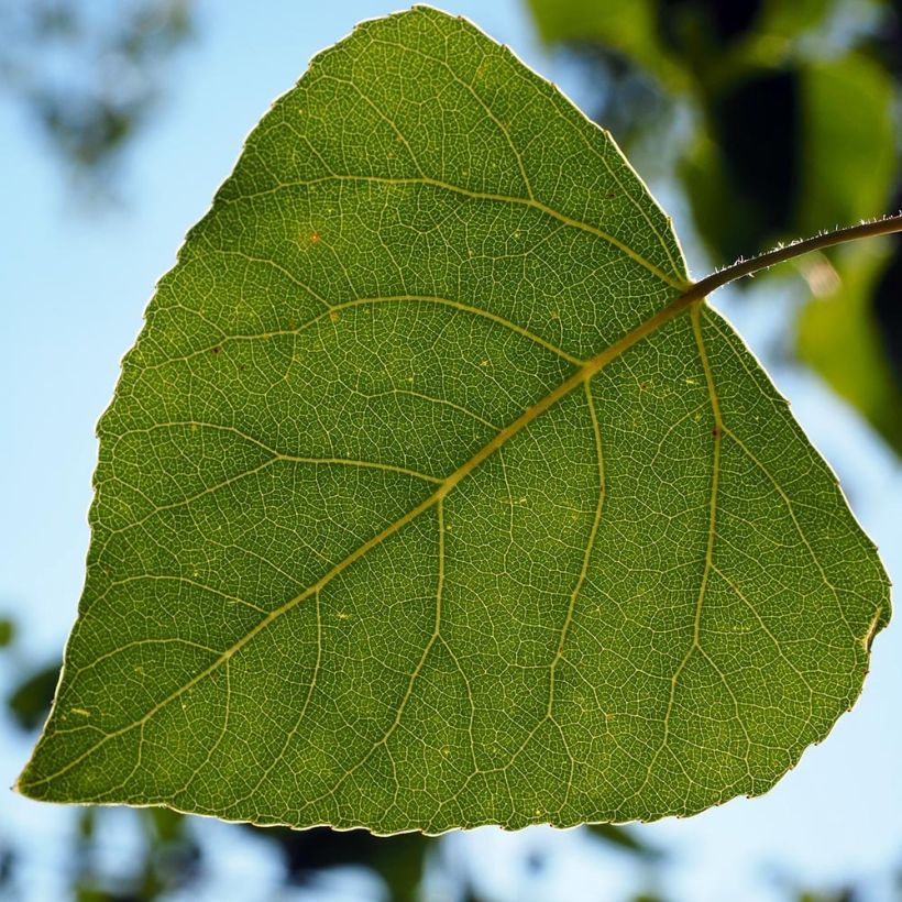 Peuplier d'Italie - Populus nigra Italica (Feuillage)
