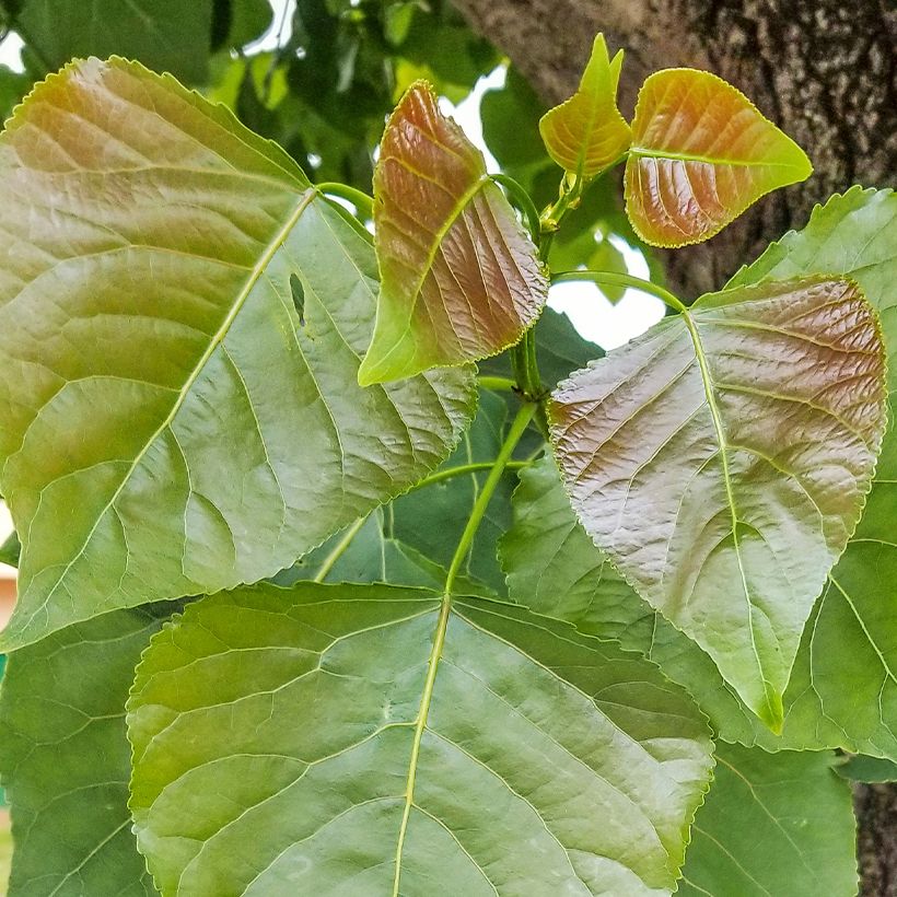 Populus nigra - Peuplier noir (Feuillage)