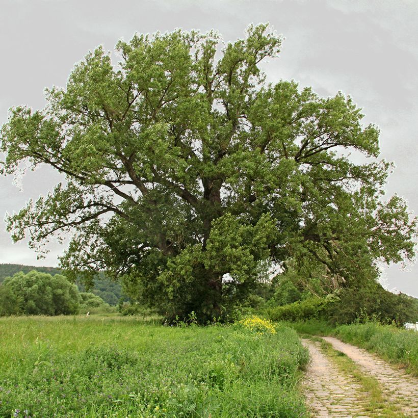 Populus nigra - Peuplier noir (Port)
