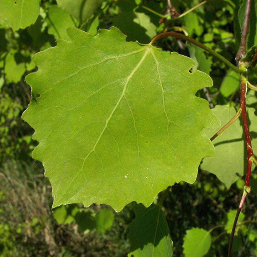 Peuplier Tremble - Populus tremula (Feuillage)