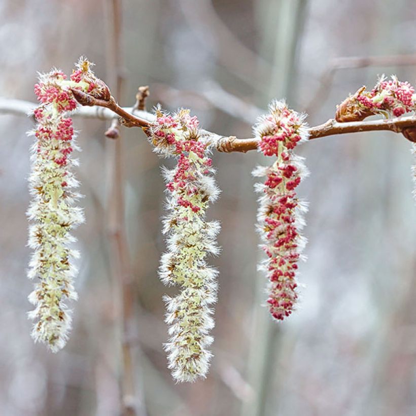 Peuplier Tremble - Populus tremula (Floraison)